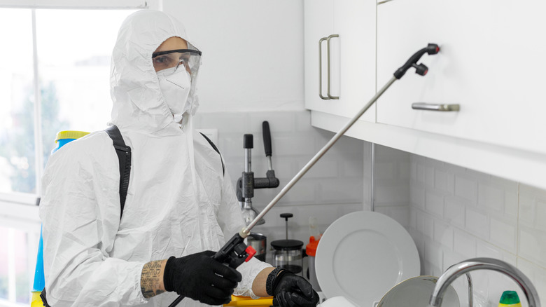 شركة مكافحة حشرات بمحايل عسير